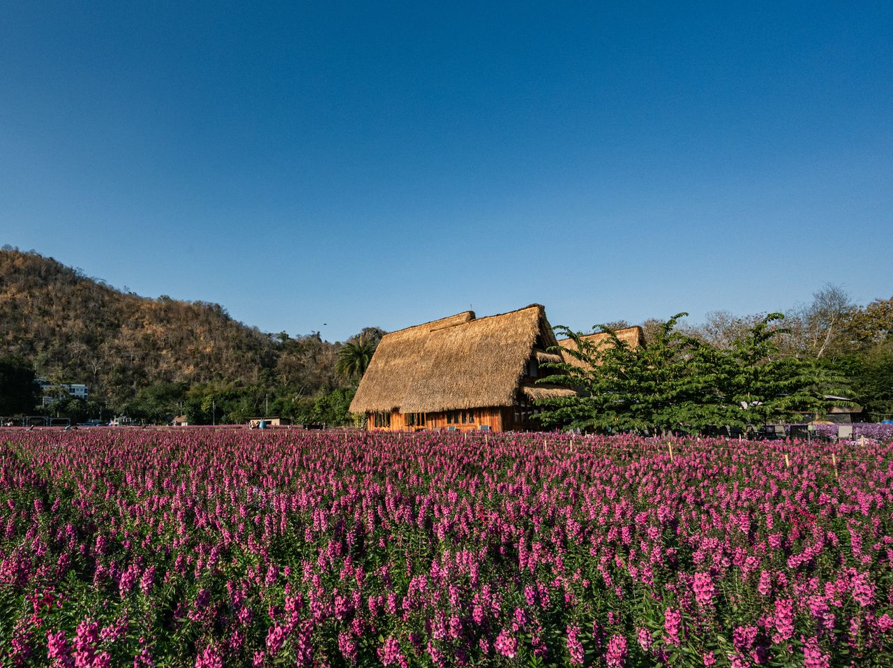 beautiful thai hut amidst a vibrant field of purple flowers under clea