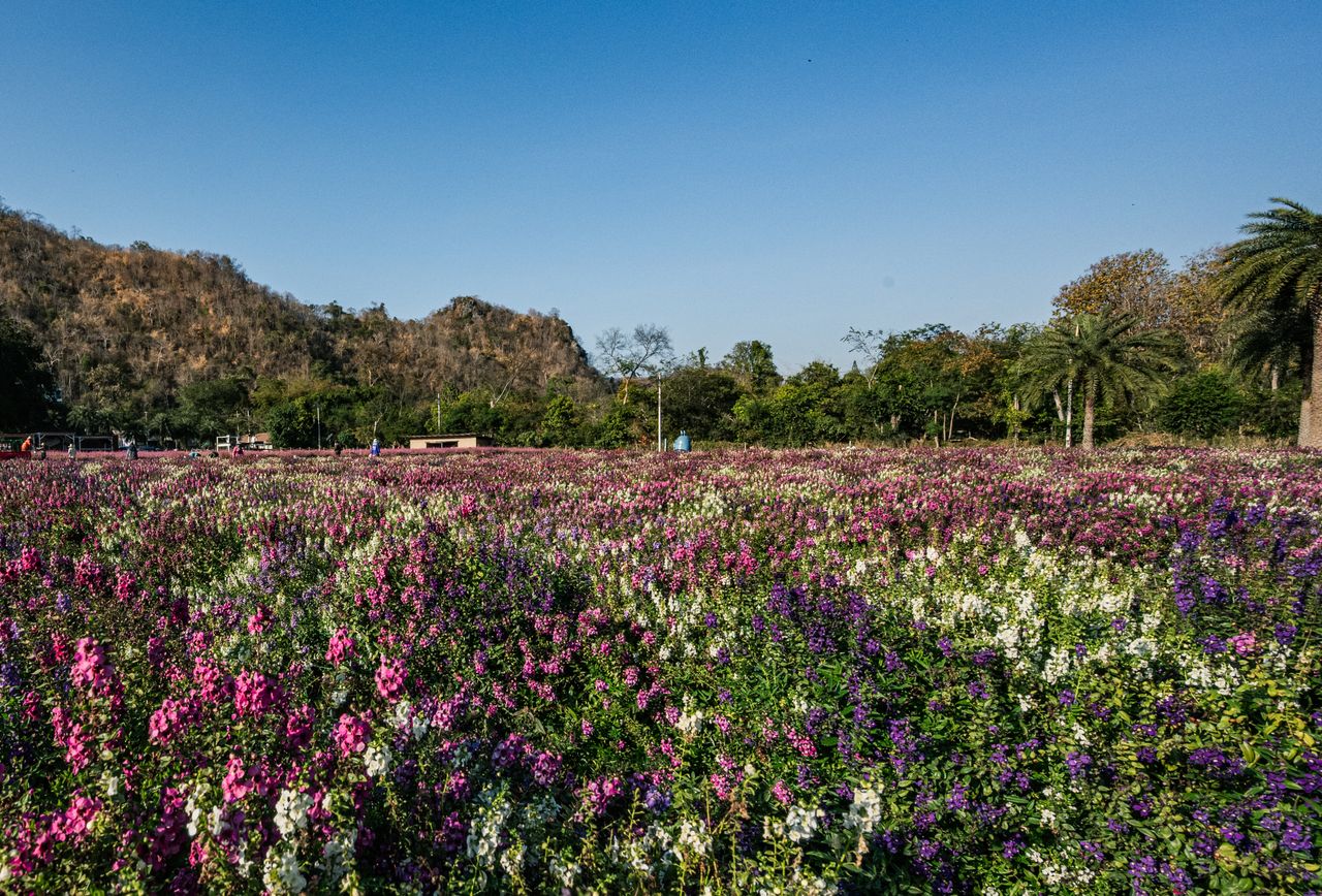 a colorful field of vibrant flowers under a clear blue sky in thailand
