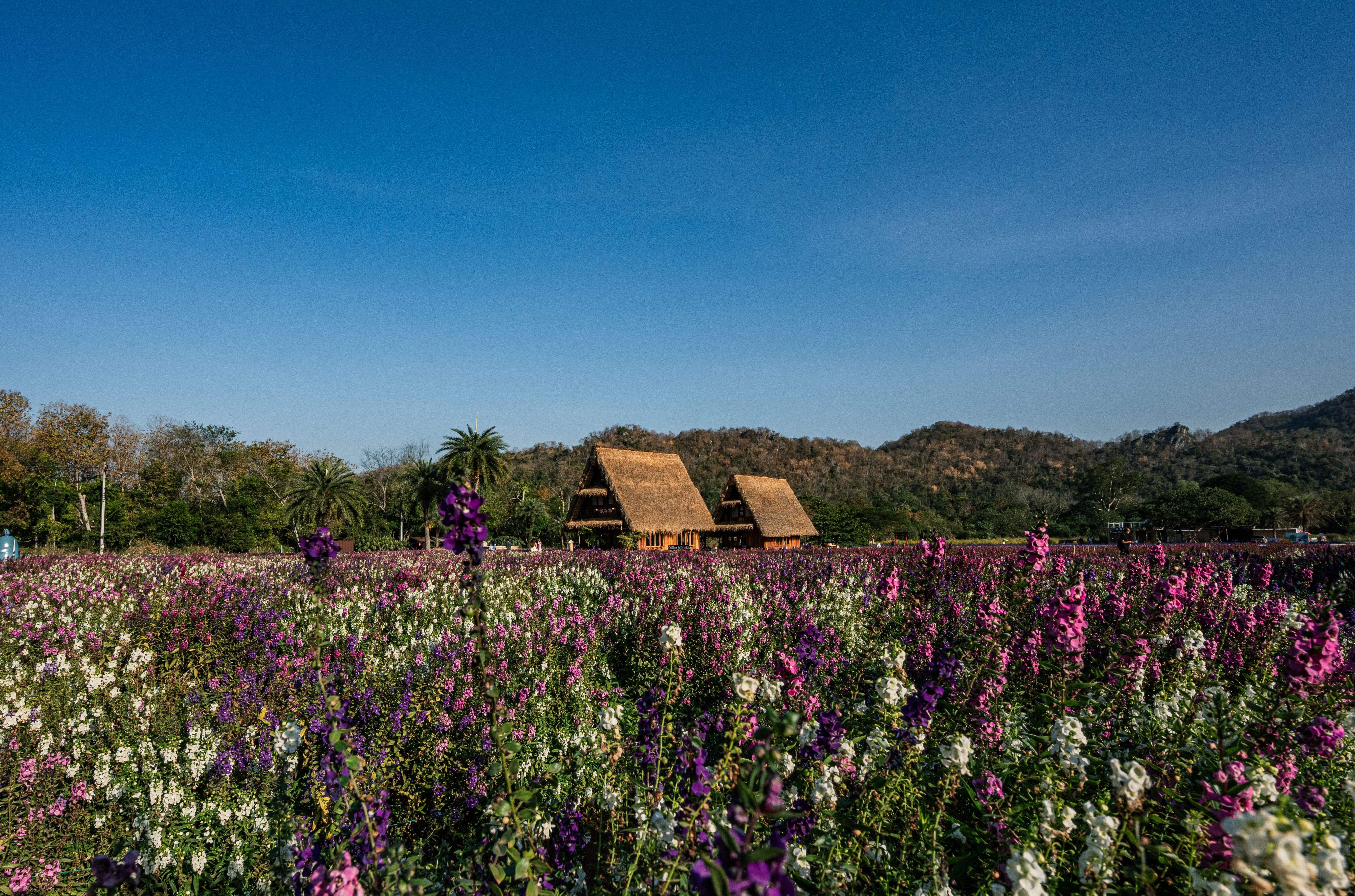 Beautiful Flower Field with Rustic Huts in Thailand · Free Stock Photo