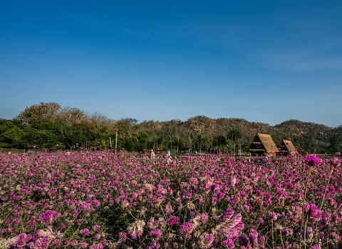 Vibrant flower field with rustic huts against a blue sky in rural Thailand.