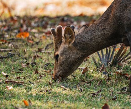 Captivating close-up of a deer grazing on grass in a Thai park, surrounded by autumn leaves.