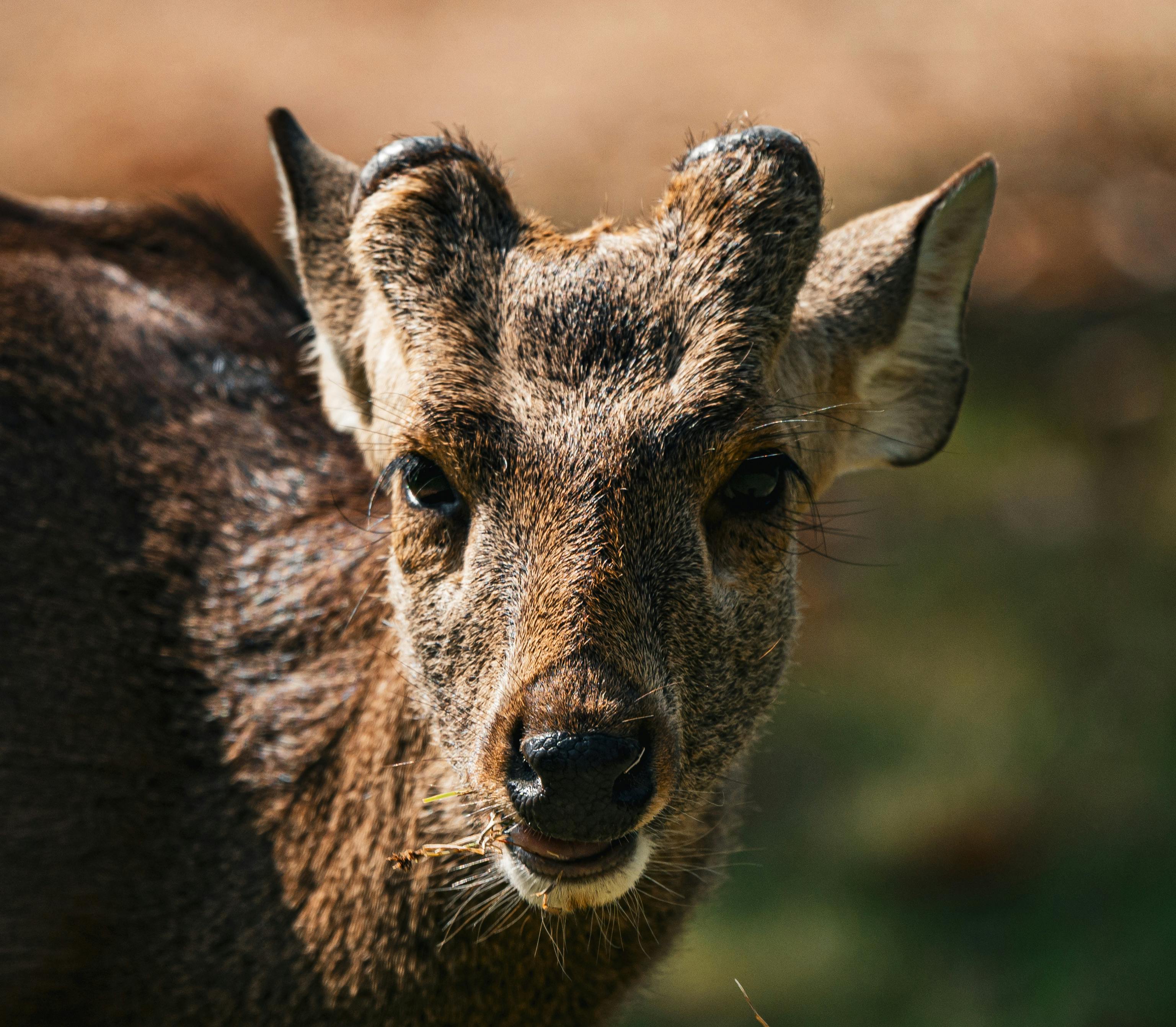 grátis Retrato íntimo de um cervo muntjac ao ar livre na natureza da Tailândia. Foto profissional