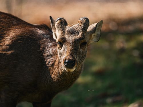Free Close-up of a deer in a natural setting with sunlight highlighting its features, captured in Thailand. Stock Photo