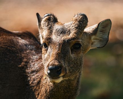 Intimate close-up of a deer in natural habitat, highlighting its expressive eyes and textured fur.