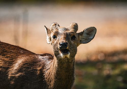 Free Portrait of a Sambar Deer captured in the natural habitat of Thailand, showcasing its distinctive features. Stock Photo