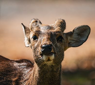 Close-up shot of a deer showcasing intricate facial features, photographed outdoors in Thailand.