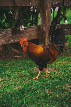 Photo by Brittany Salatino A colorful rooster standing on green grass near a wooden fence outdoors.