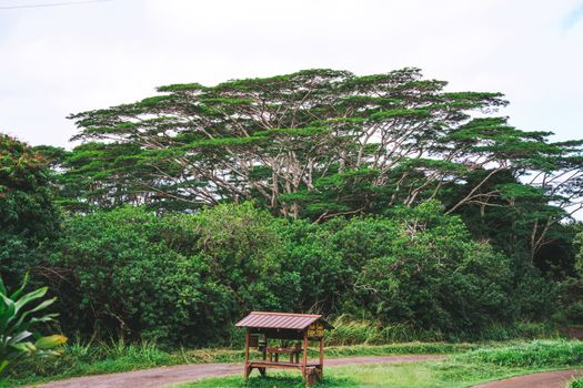 Lush scenery featuring an iconic Acacia tree and a rustic wooden bench, ideal for nature lovers.