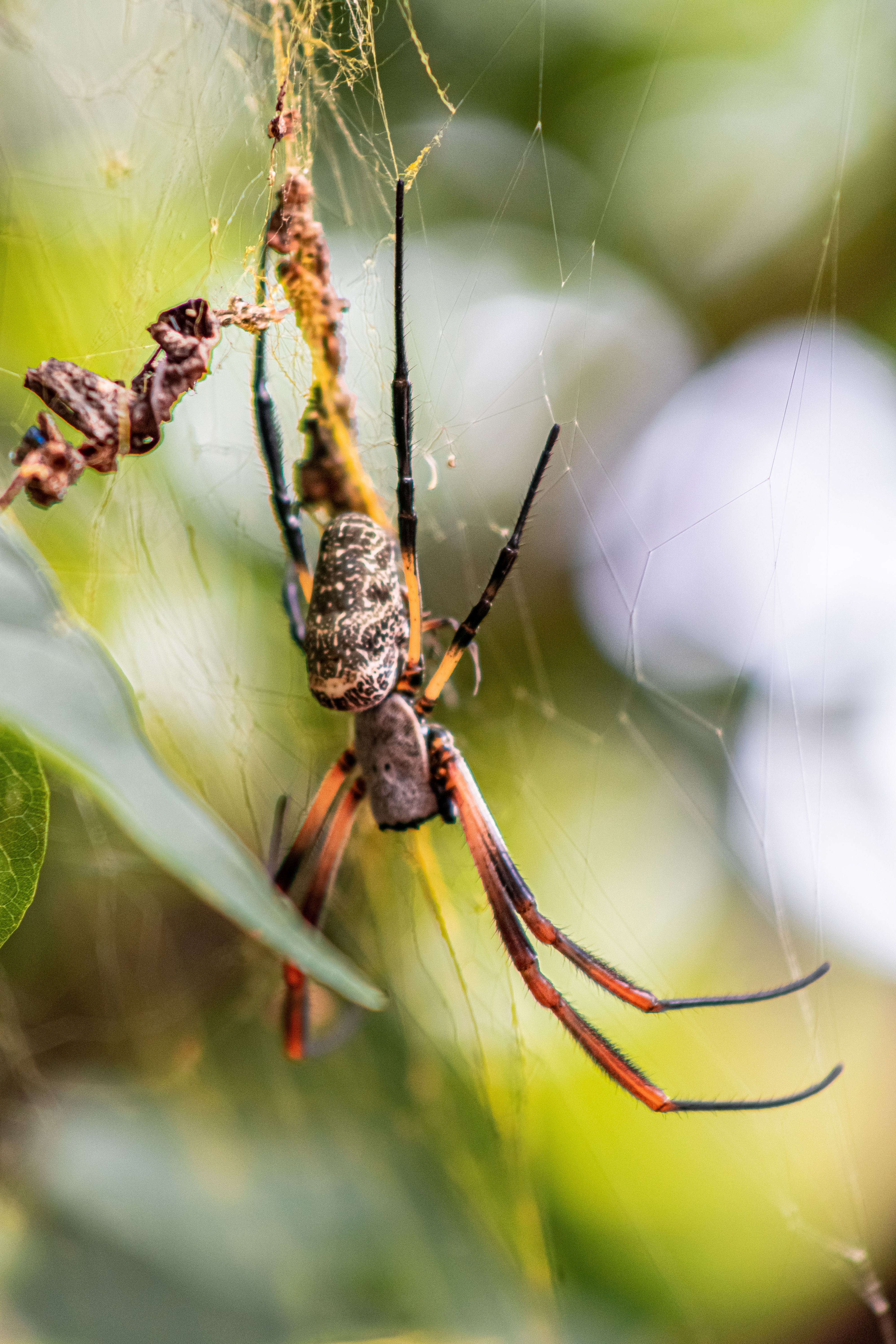 Macro Shot of Spider on Web in Brazilian Garden · Free Stock Photo