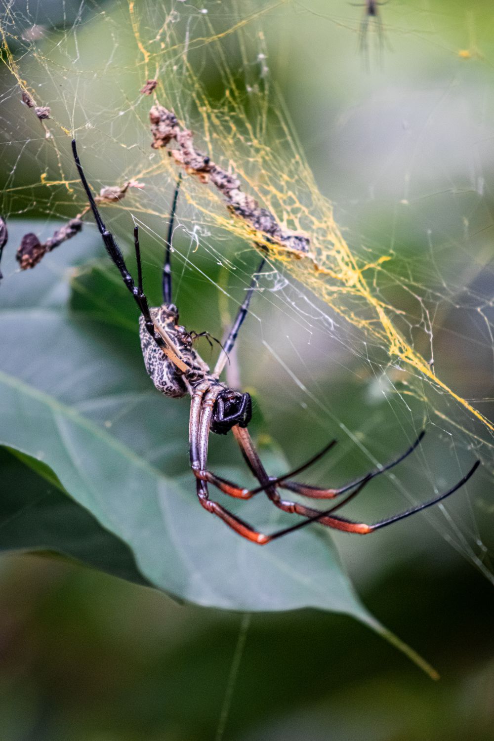 Golden Orb Weaver Spider In Its Web Outdoors Free Stock Photo Golden Orb Weaver Spider In Its Web Outdoors Free Stock Photo
