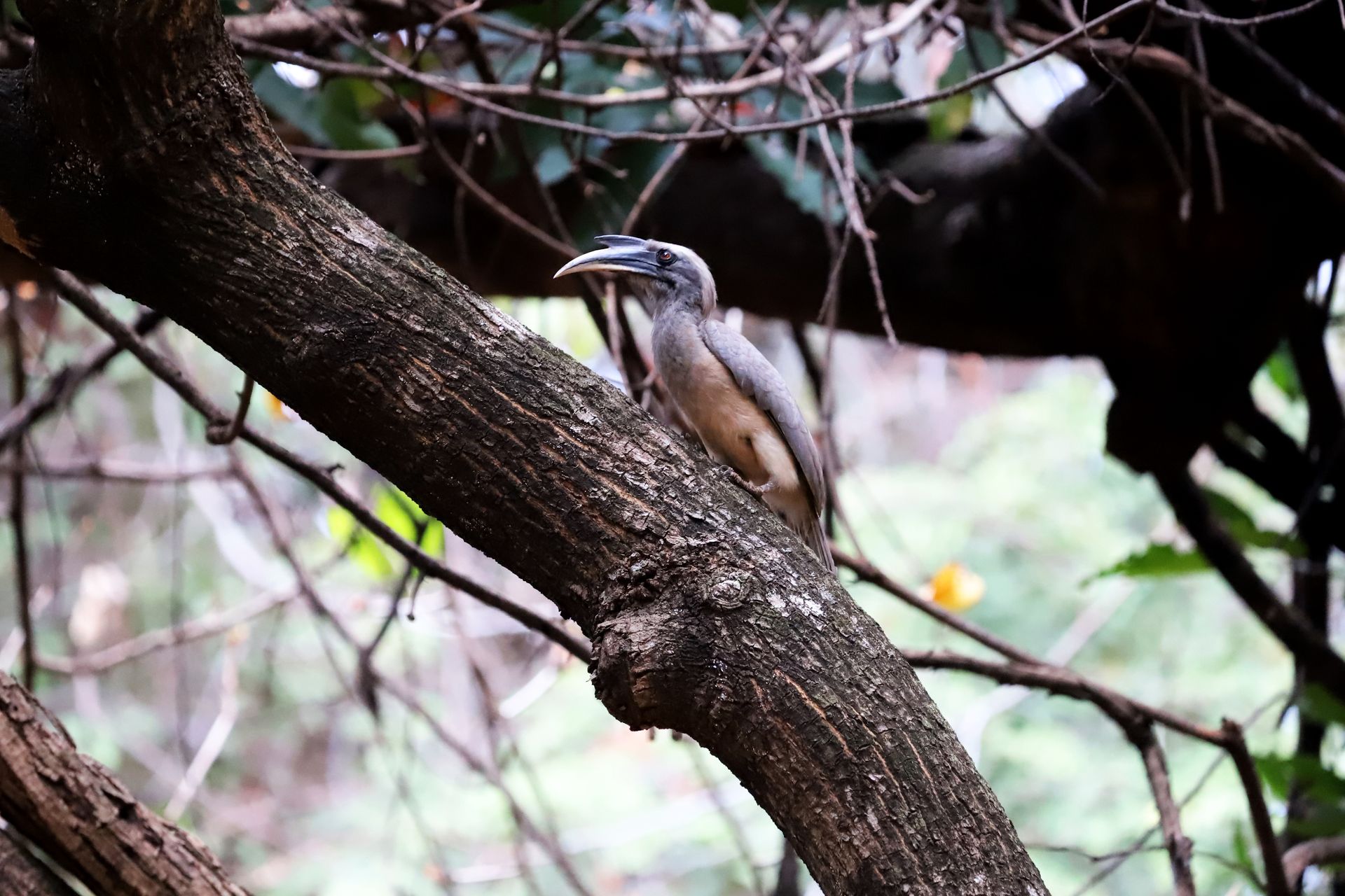 Indian Grey Hornbill resting on a tree branch in dense forest, showcasing natural habitat.