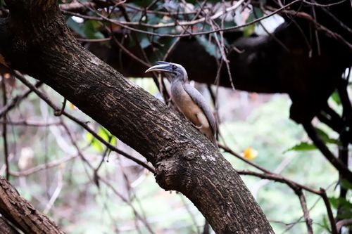 Free Indian Grey Hornbill resting on a tree branch in dense forest, showcasing natural habitat. Stock Photo
