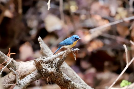Image by Sharath G.
