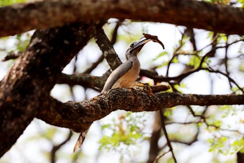 Free An African Grey Hornbill perched on a tree branch holding an insect in a natural setting. Stock Photo