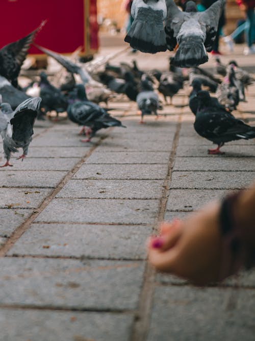 Imagine de stoc gratuită din bokeh, cresc porumbel, fotografie de stradă