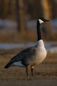 A Canada Goose photographed on grassy terrain, showcasing its characteristic plumage.