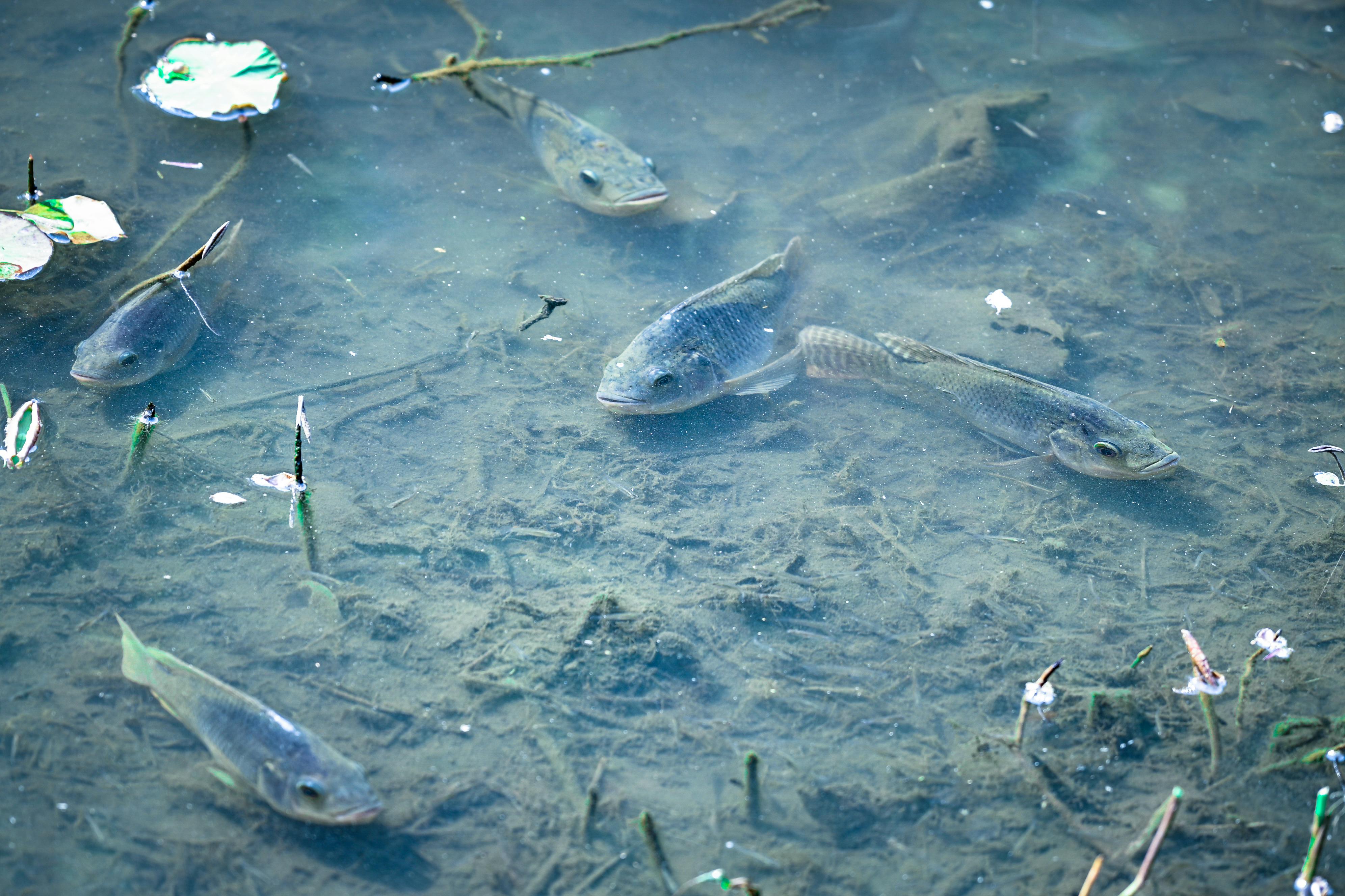 Clear pond with multiple fish swimming serenely in natural habitat with visible flora.