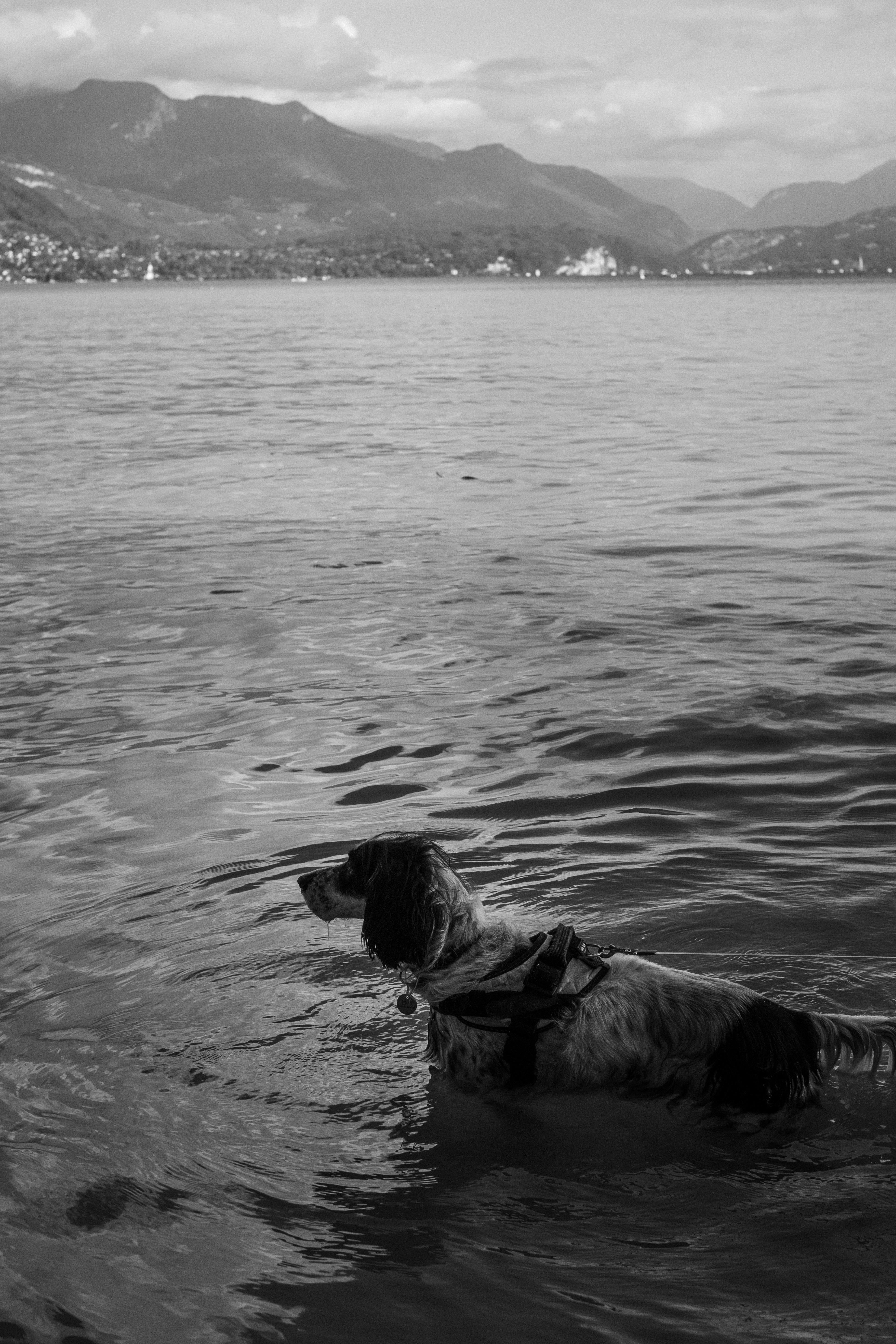 Black and white photo of a dog wading in a lake with mountains in the background.