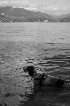 Black and white photo of a dog wading in a lake with mountains in the background.