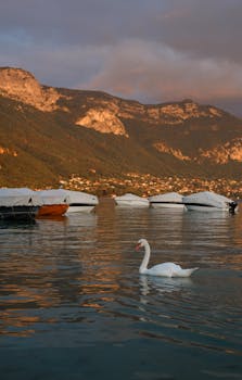 A tranquil scene of a swan gliding on a lake surrounded by mountains during sunset.