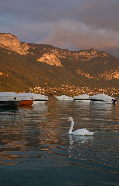 A tranquil scene of a swan gliding on a lake surrounded by mountains during sunset.