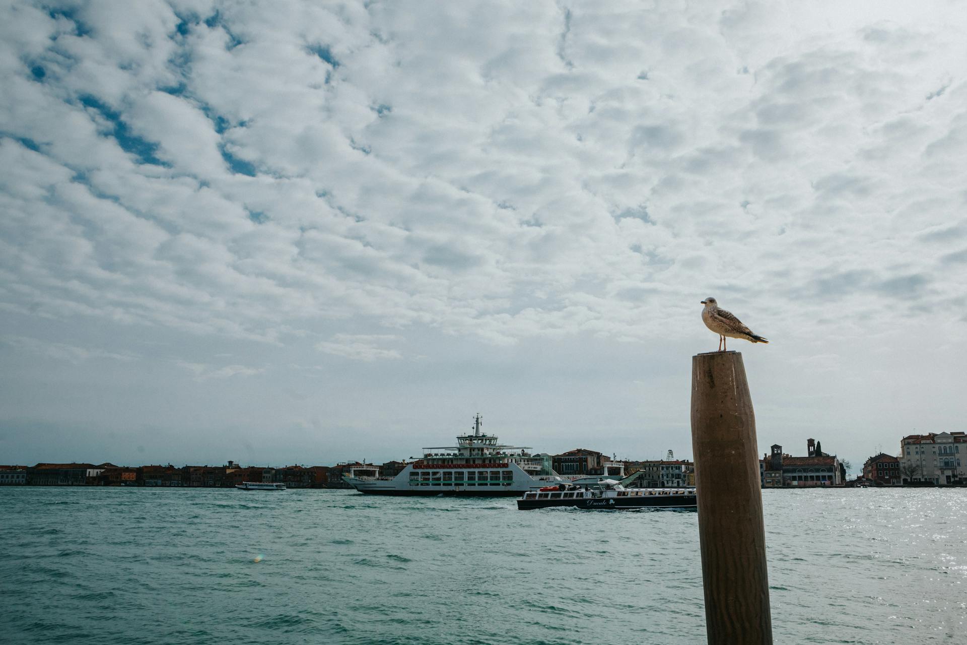 A seagull perched on a pole overlooking the Venice lagoon with a cruise ship in the background.