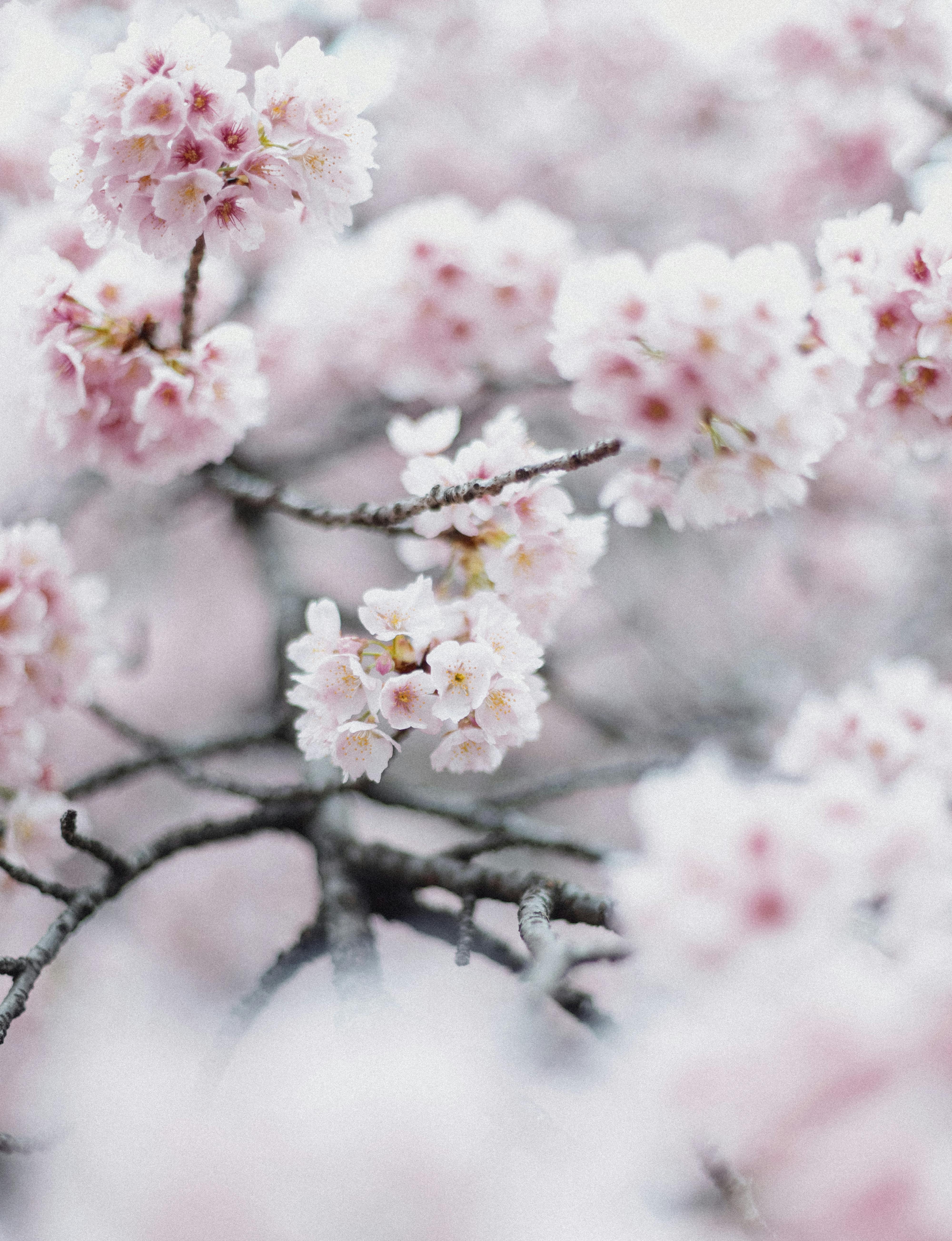 Close-up of pink sakura flowers blooming on branches against a blurred background in Tokyo, Japan.