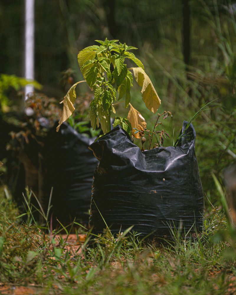 Cocogrow Bag