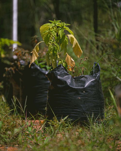 Free A close-up of a young plant sprouting in a black grow bag outdoors. Stock Photo