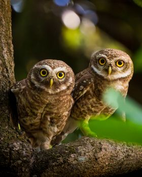 owl photo