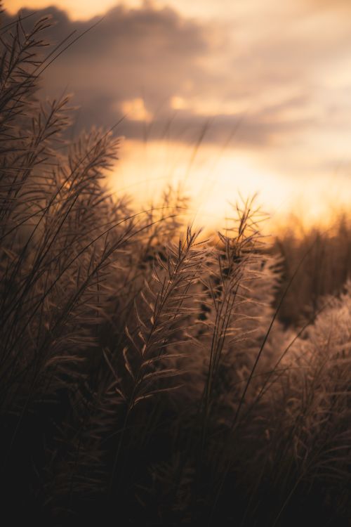 Free Serene view of tall grasses silhouetted against a golden sunset sky, capturing natural beauty and tranquility. Stock Photo