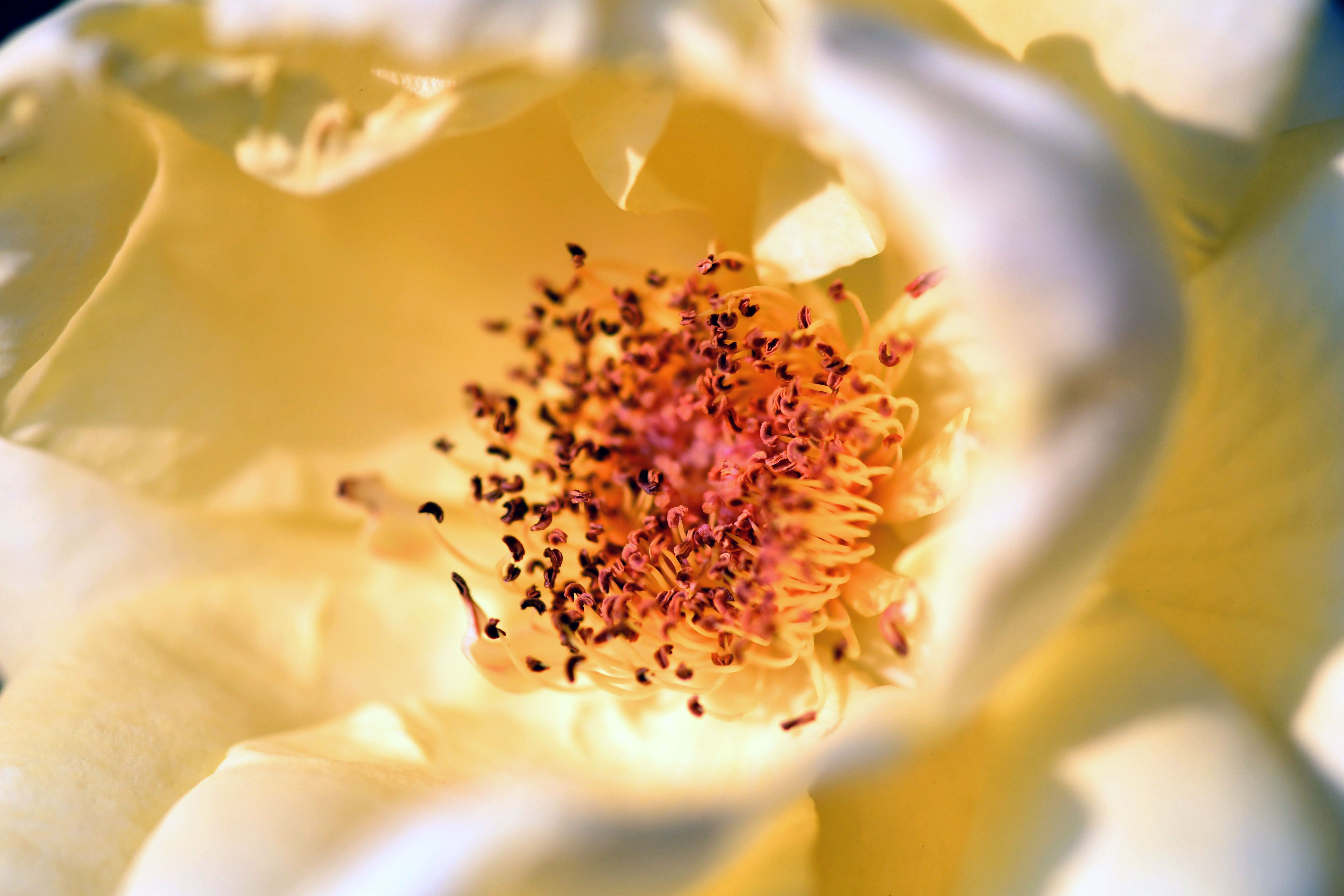 Stamen Muir Photos, Download The BEST Free Stamen Muir Stock Photos ...