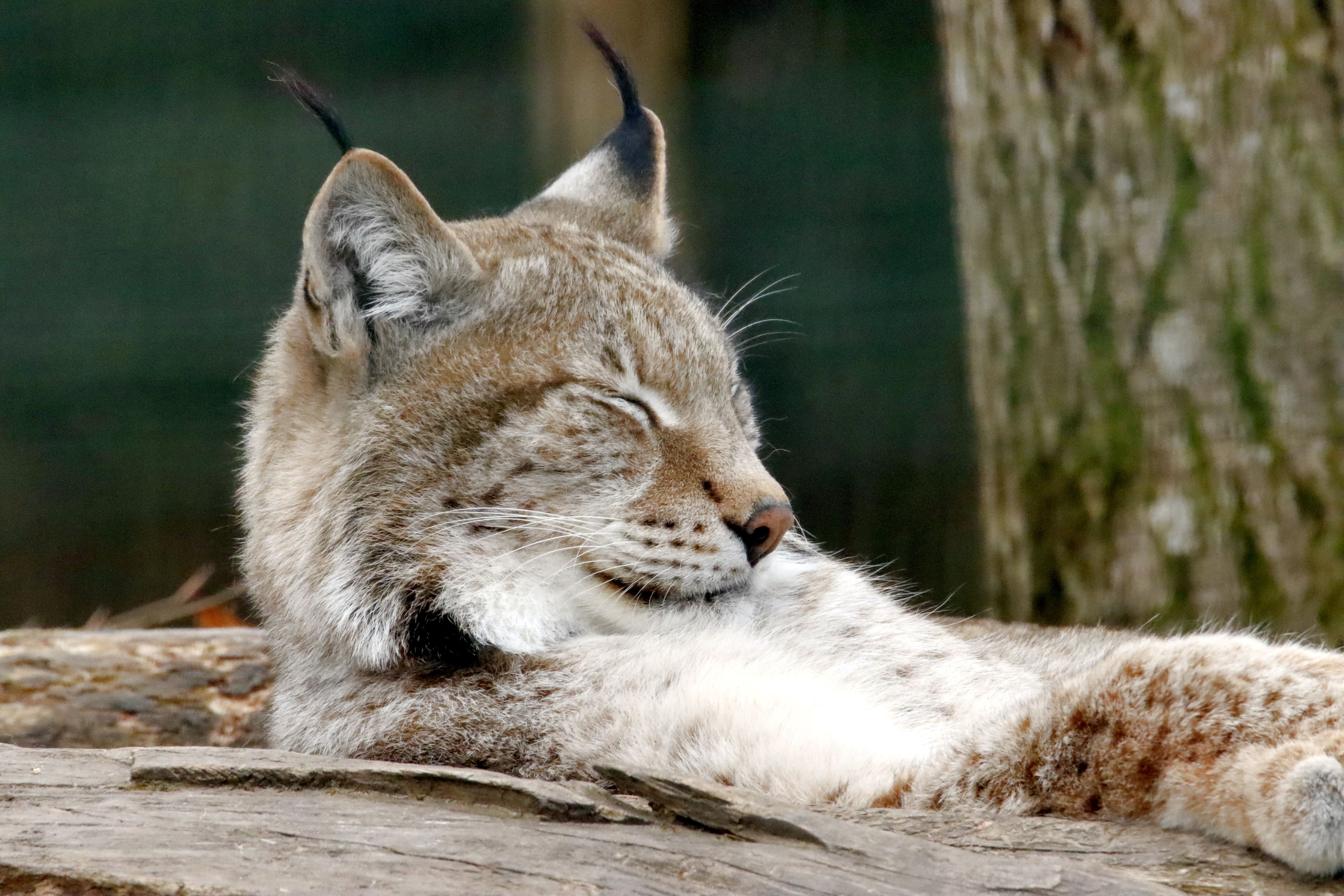 Relaxed Lynx Resting in Natural Habitat · Free Stock Photo