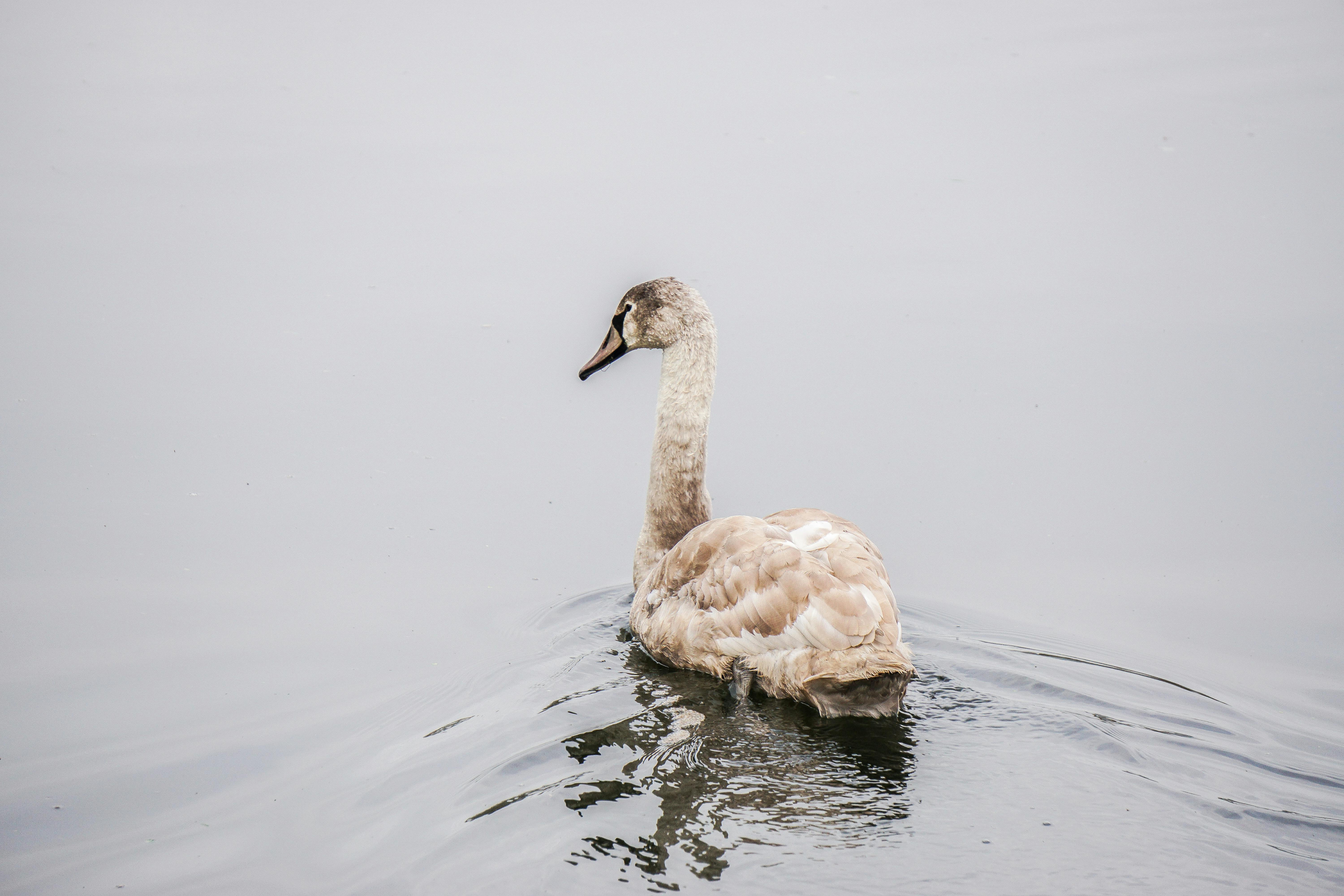 A juvenile swan swims gracefully on a tranquil lake in England, UK.