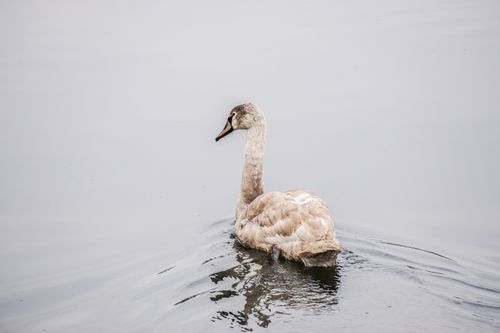 Free A juvenile swan swims gracefully on a tranquil lake in England, UK. Stock Photo