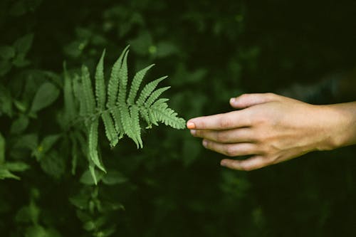 Photo of Person's Hand Touching Fern Leaves