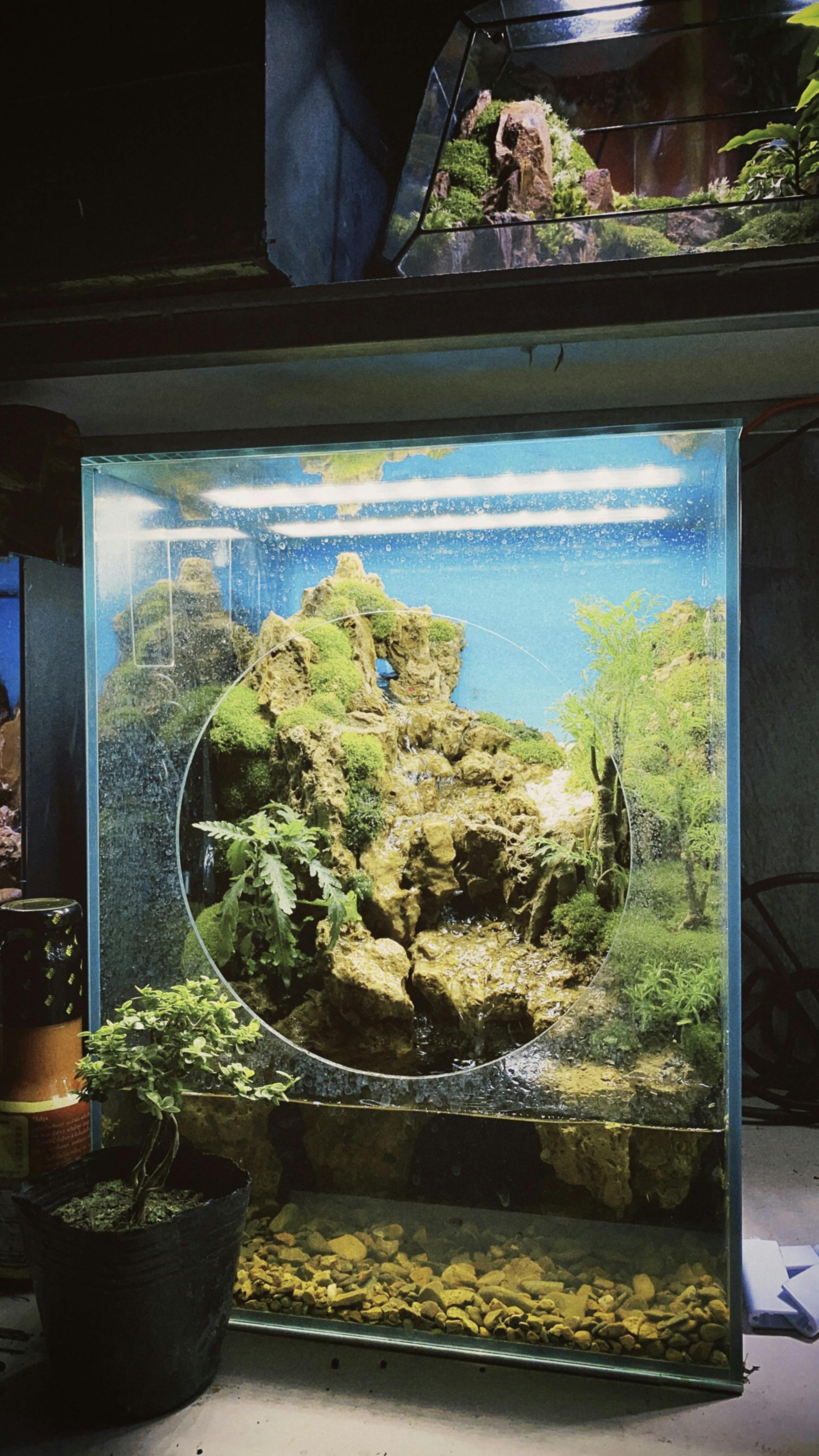 Aquarium featuring lush plants and intricate rock formations under bright lights.