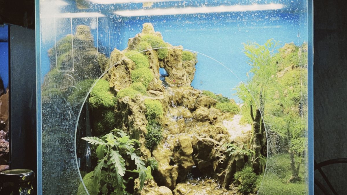 Shrimp Tank Setup: Neocaridina vs Caridina Guide