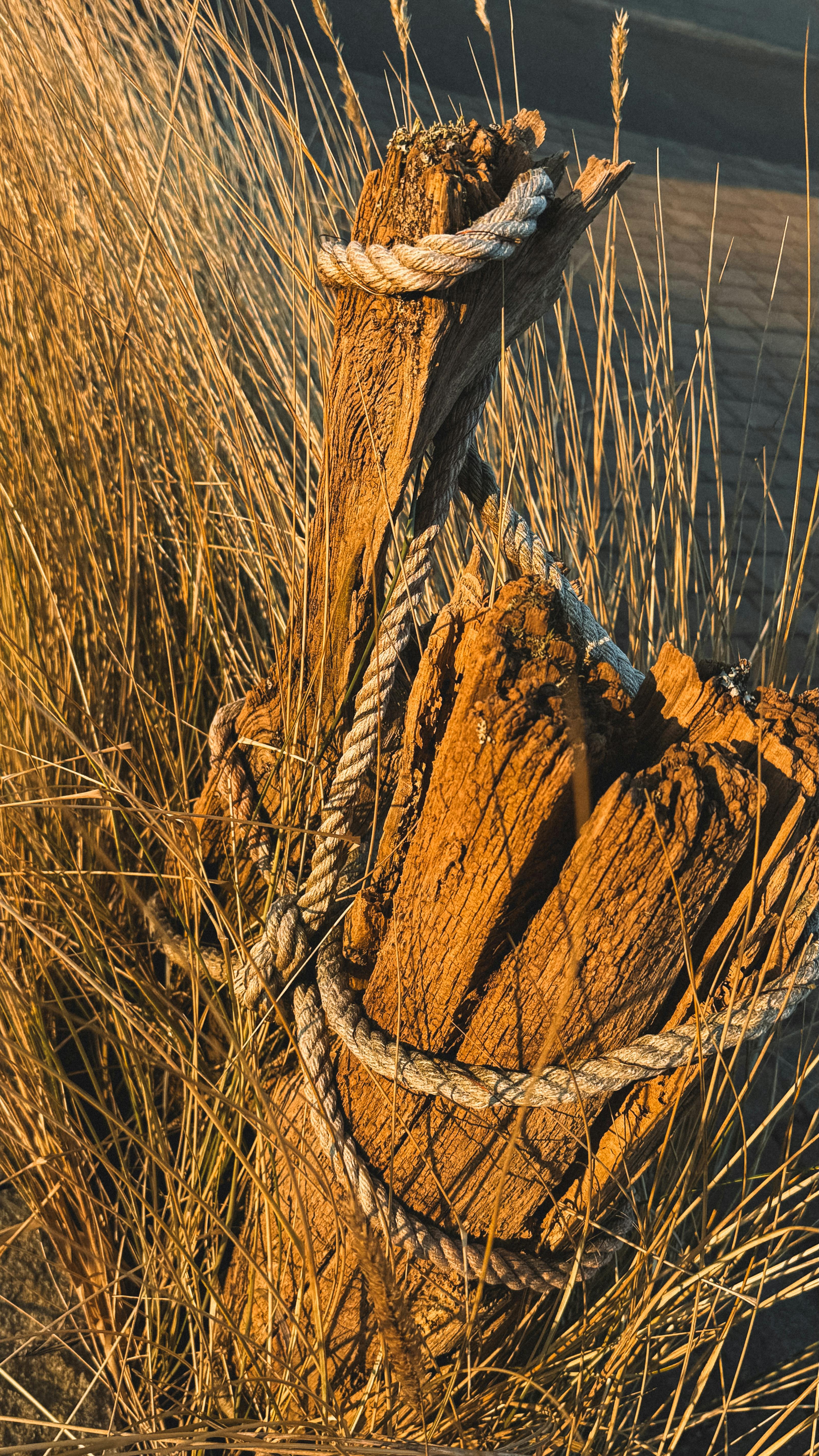 Weathered Wooden Post with Rope in Grasses · Free Stock Photo