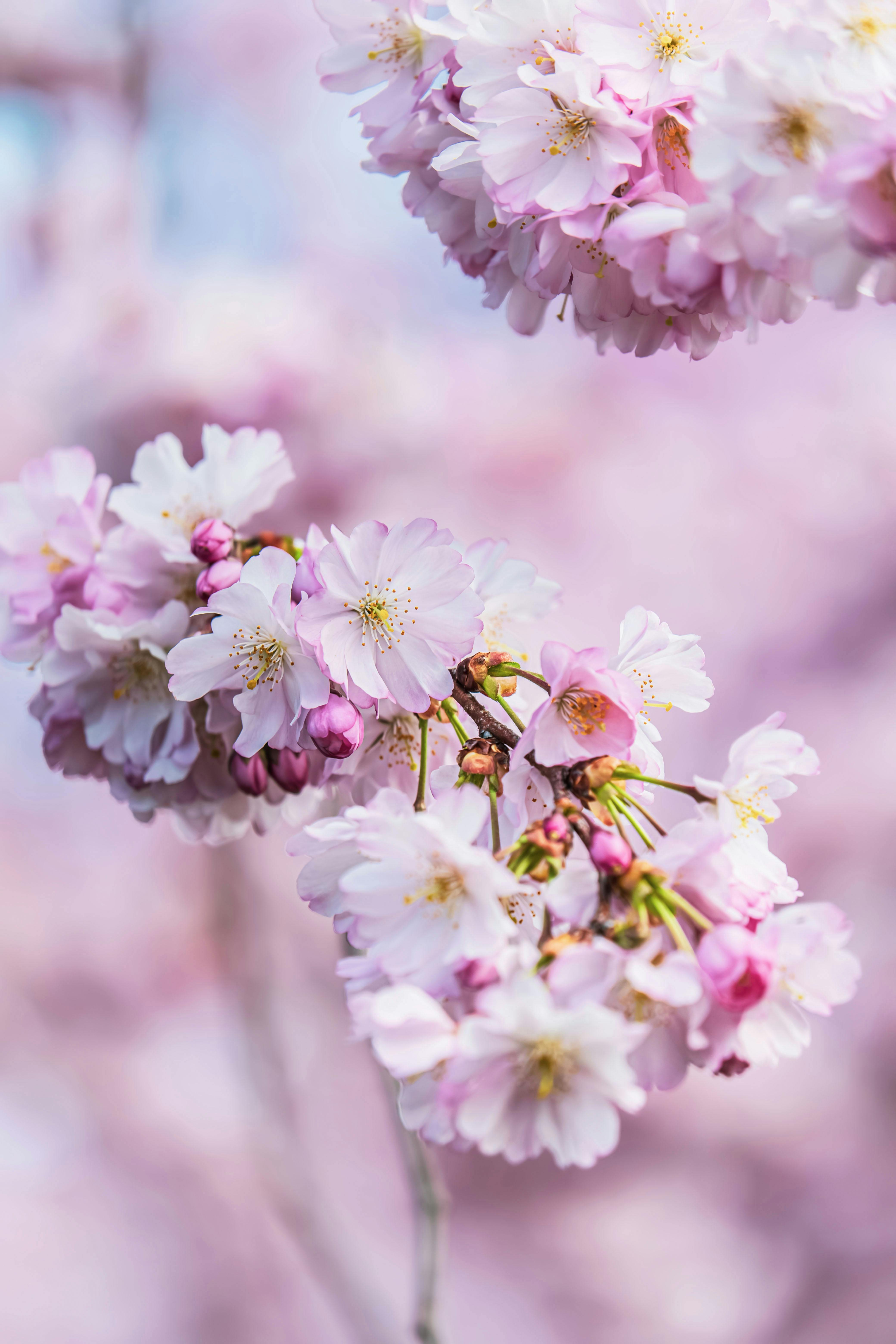 Close-up of pink cherry blossoms in full bloom in Freiburg, Germany.