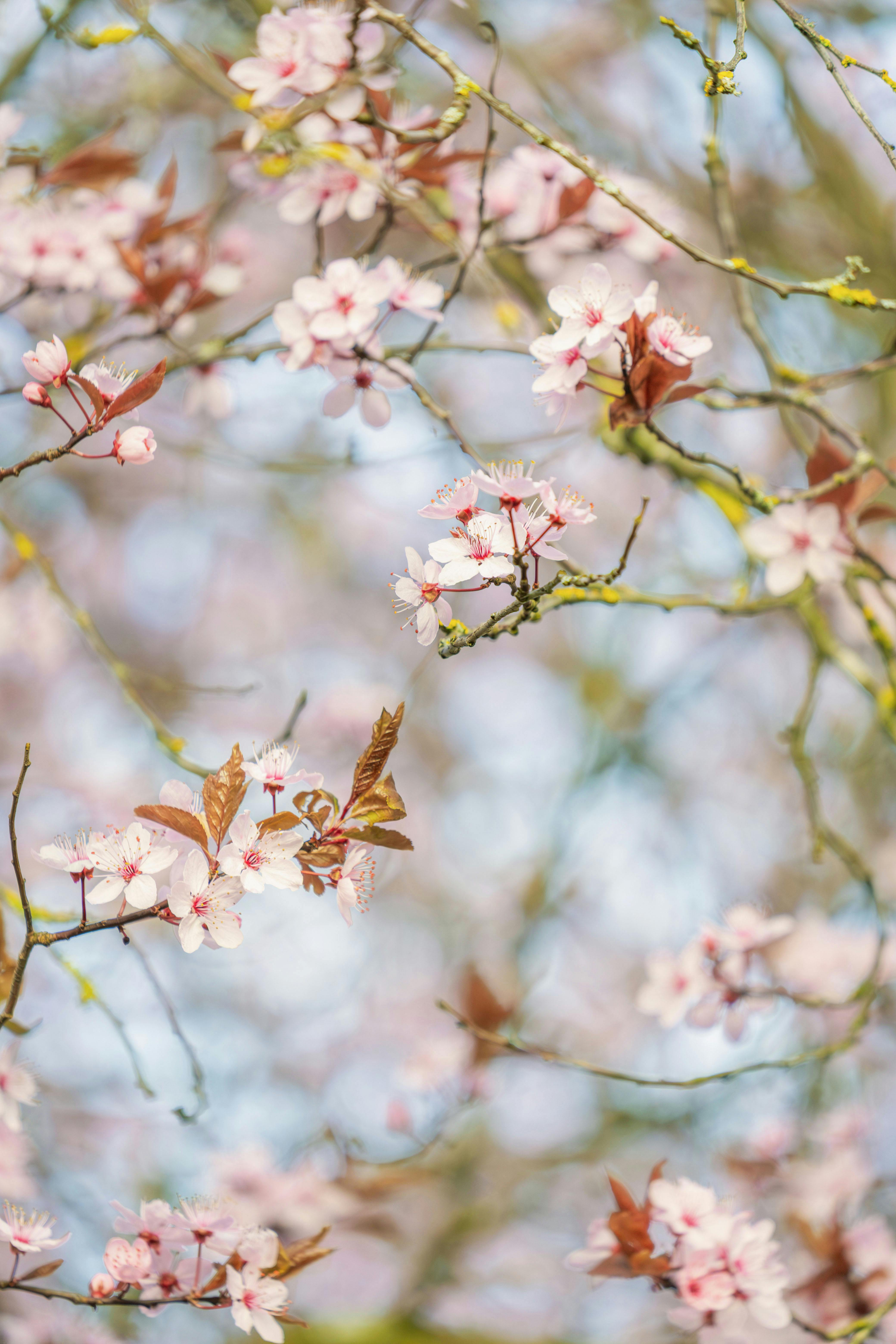 Beautiful cherry blossoms in bloom during spring in Freiburg, Germany.