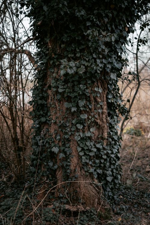 Free Detailed view of a tree trunk covered with lush ivy, showcasing nature's beauty in a forest setting. Stock Photo