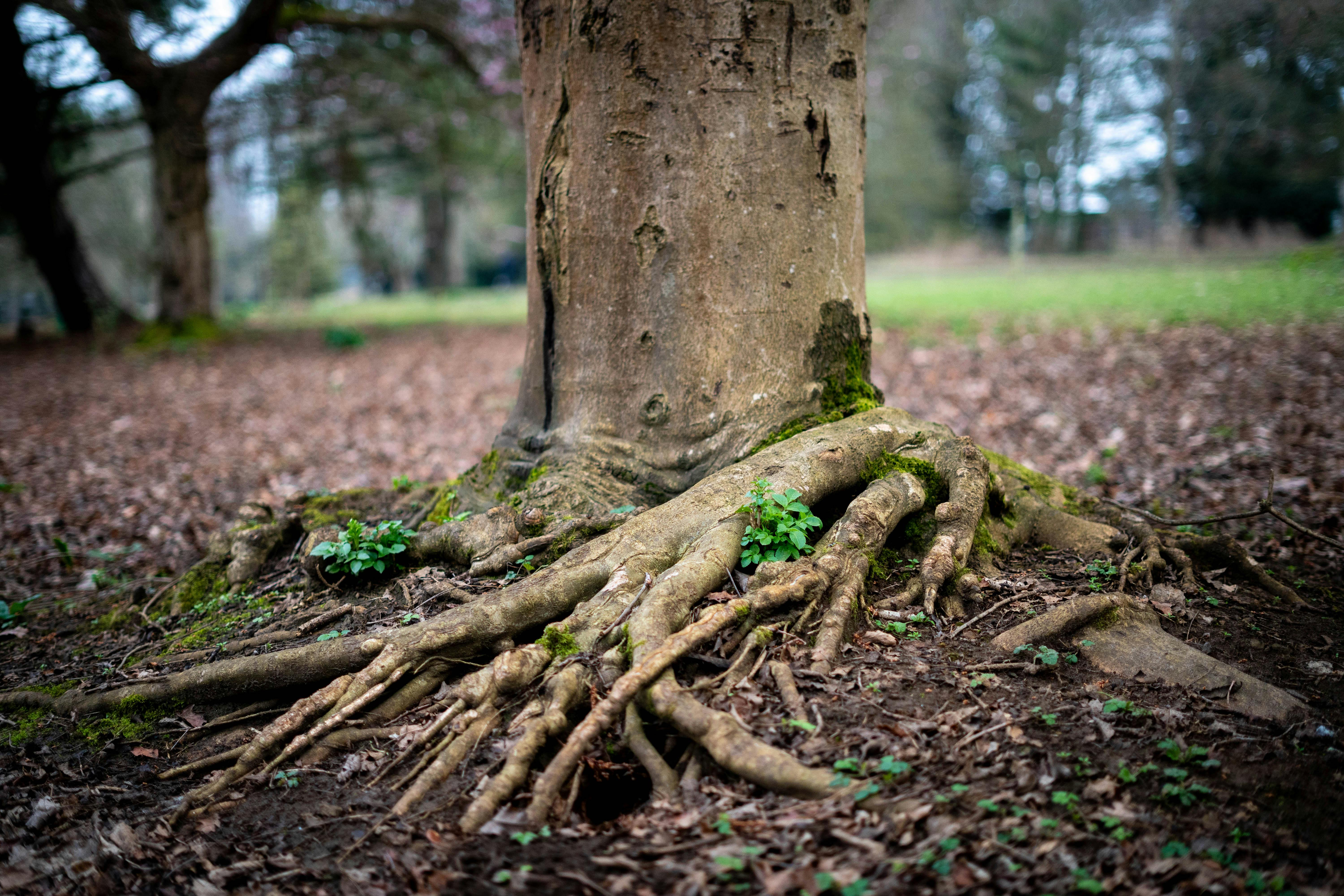 A tree with deep roots representing the foundations of human health - digestive tract problems