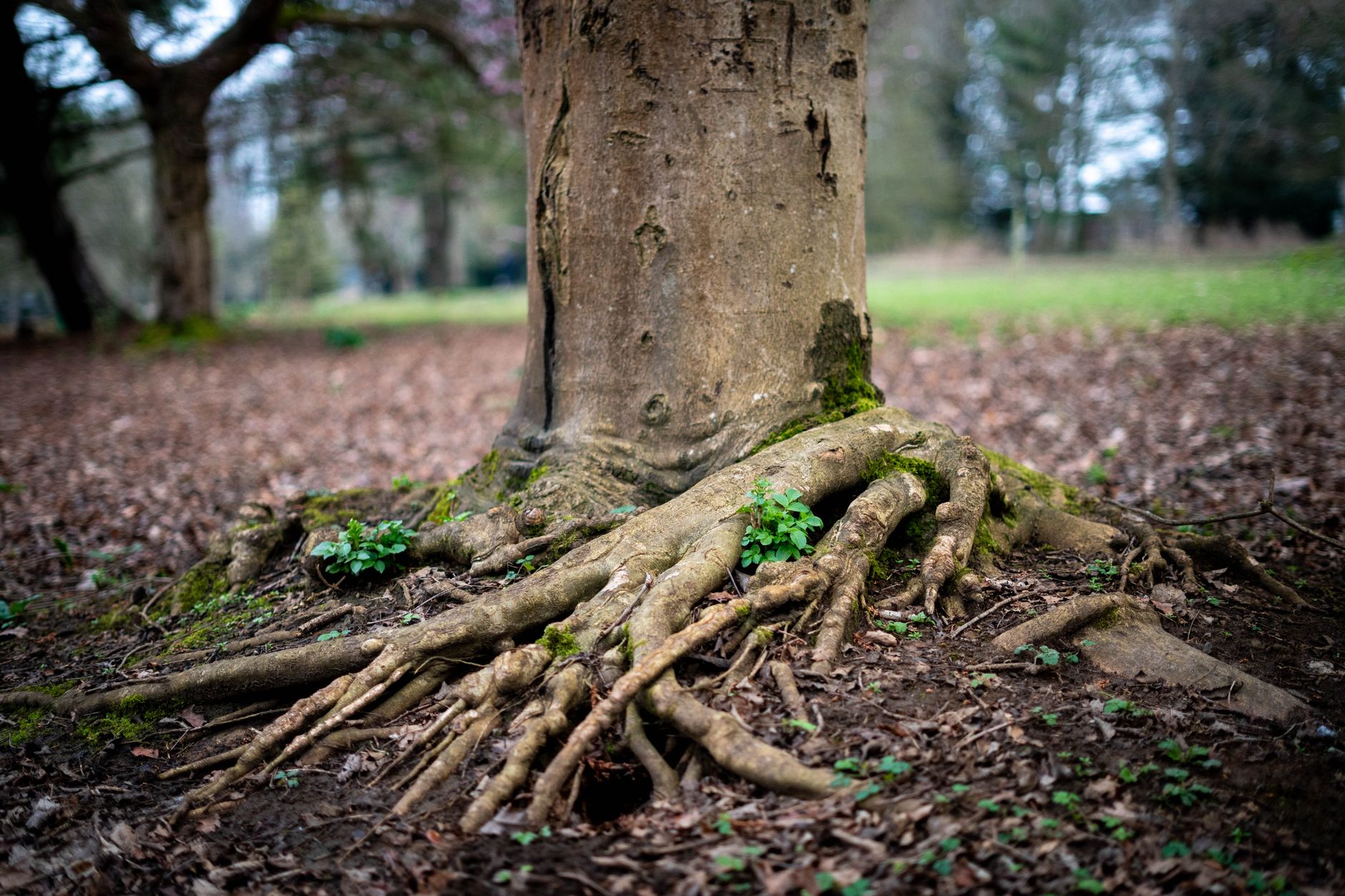 tree root flare UK planting depth