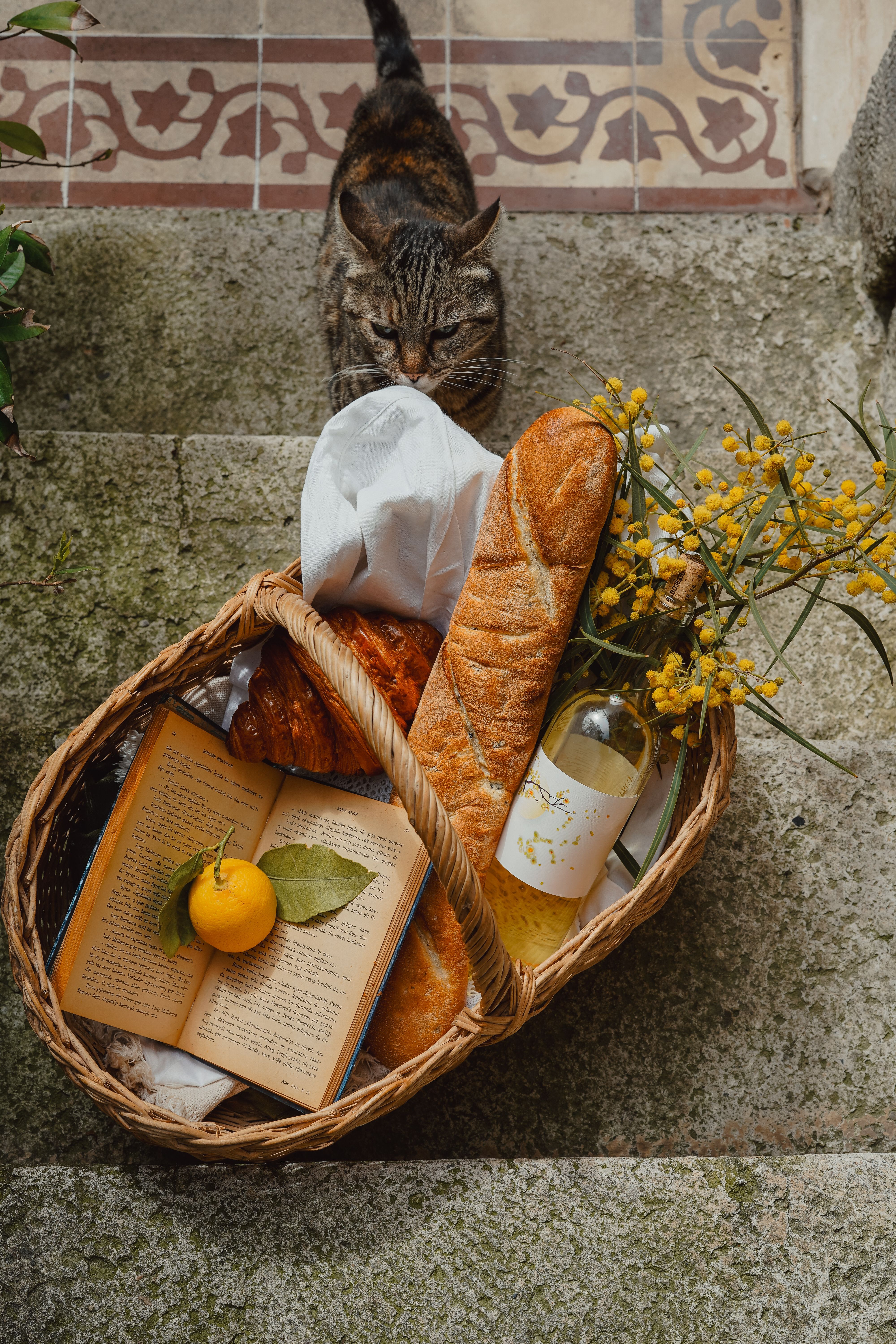 French cats photos download the best free french cats stock photos