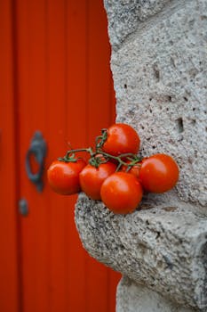 Bunch of ripe red tomatoes hanging from a rustic textured stone wall with bright orange background.