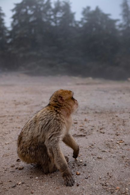Barbary Macaque sitting in a misty forest in Morocco, highlighting natural wildlife habitat.