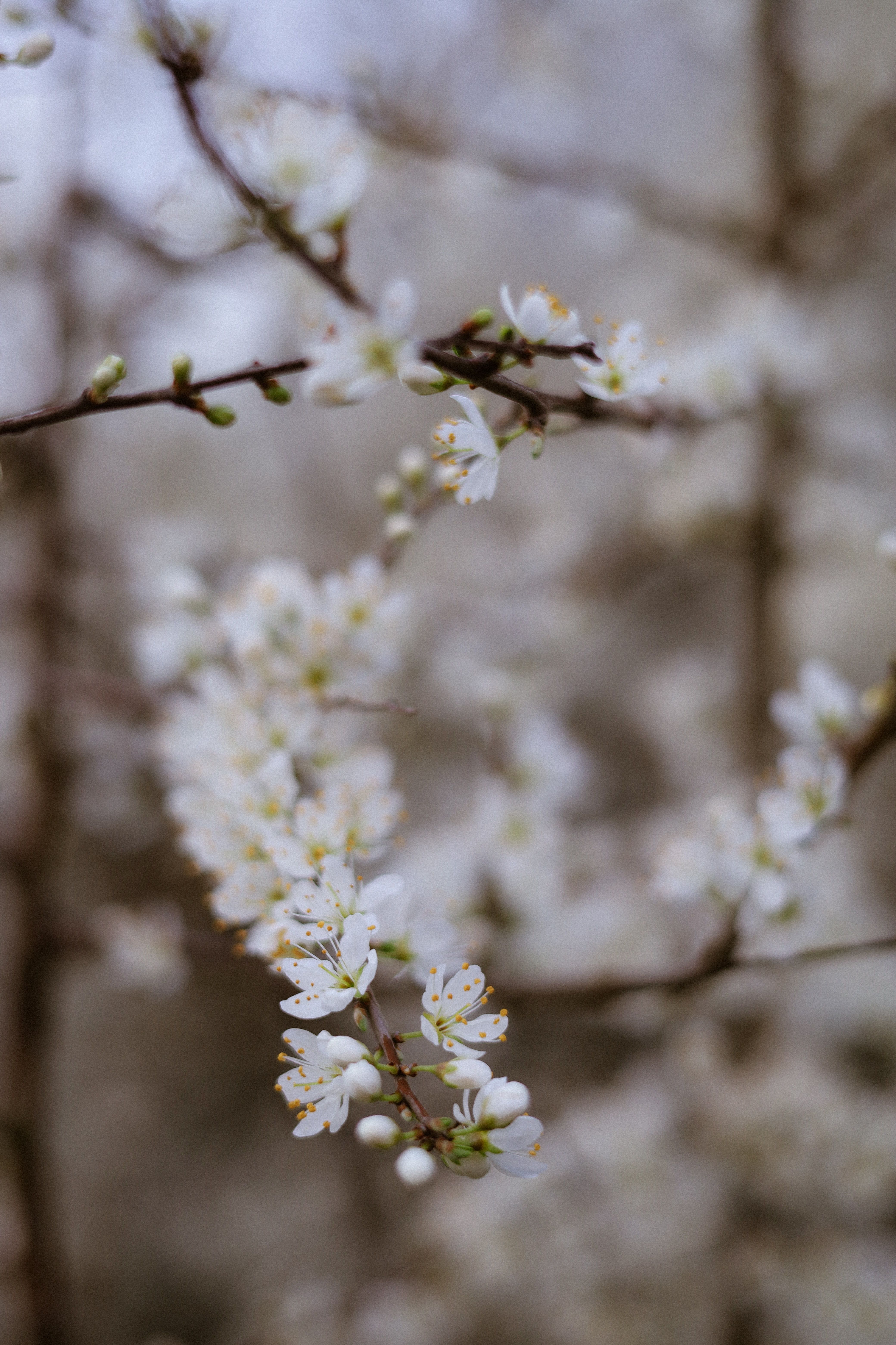 Gratis Myk fokus-nærbilde av hvite kirsebærblomster på en gren, som symboliserer vårens skjønnhet. Arkivbilde