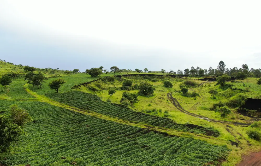 Thé de Ceylan, des plantations de l'intérieur.