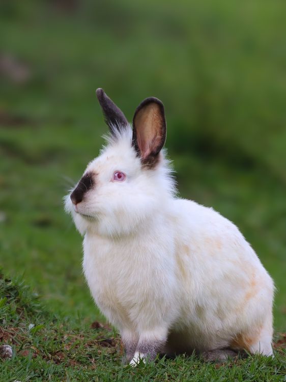 Fluffy Rampent Rabbit Cute Fluffy Rabbit in Green Grass · Free Stock Photo
